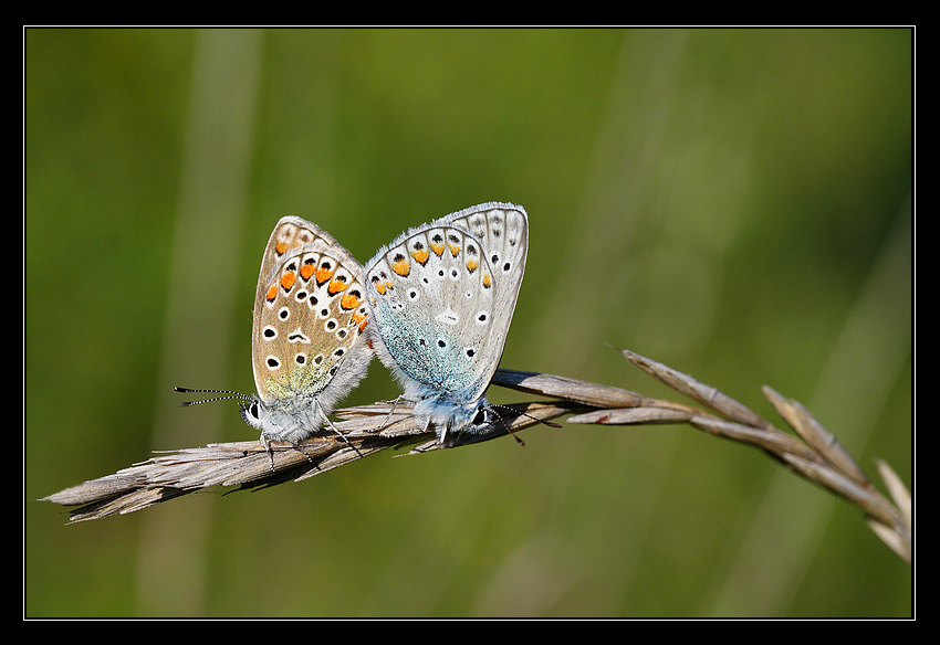 butterflies in love