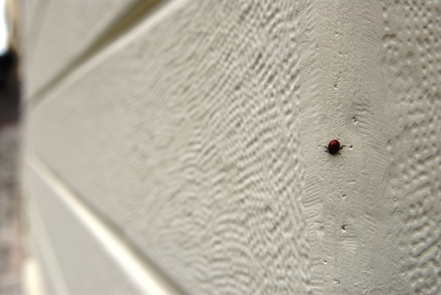 Coccinella