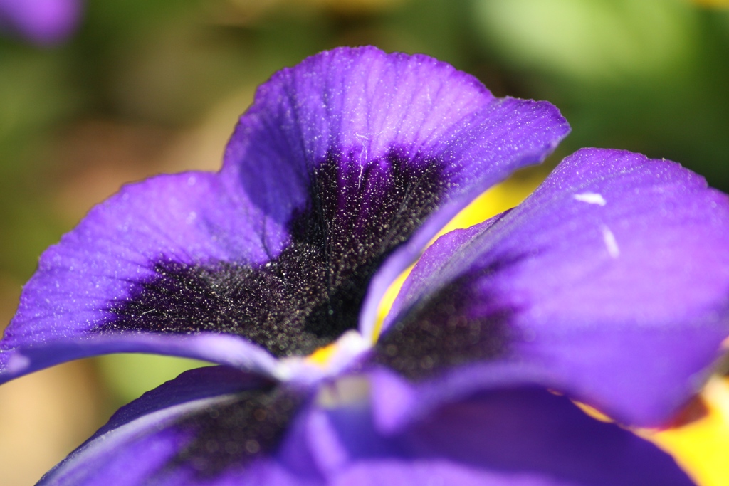 MACRO NATURA 1