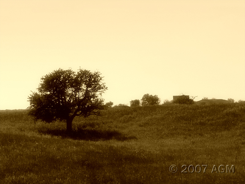 Shadowland