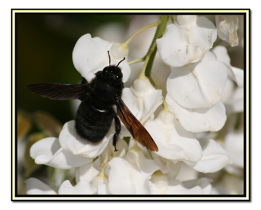 Hornet