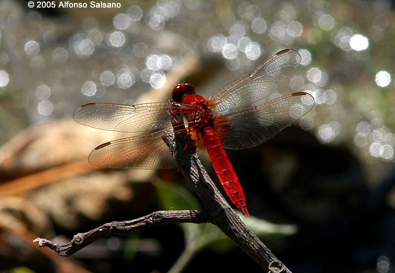 libellula