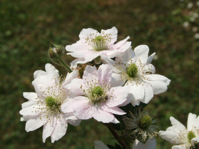 Fiori di More