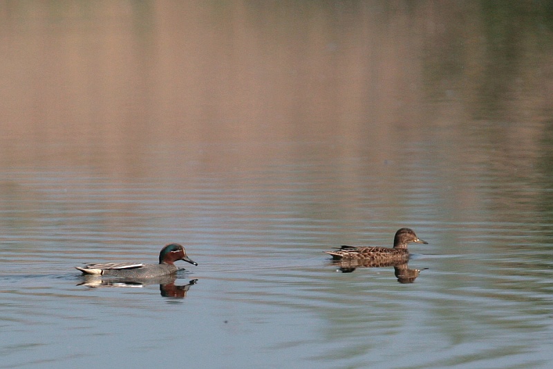Alzavola in coppia