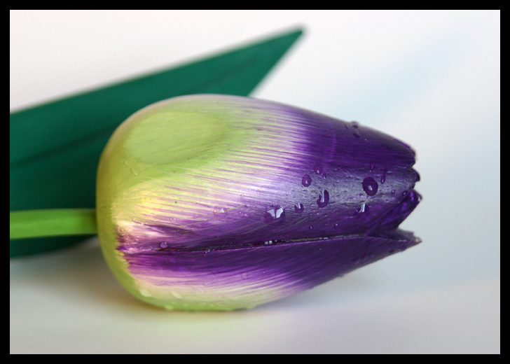 Tulipano