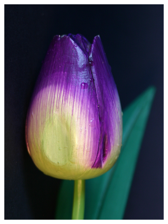 Tulipano su fondo nero