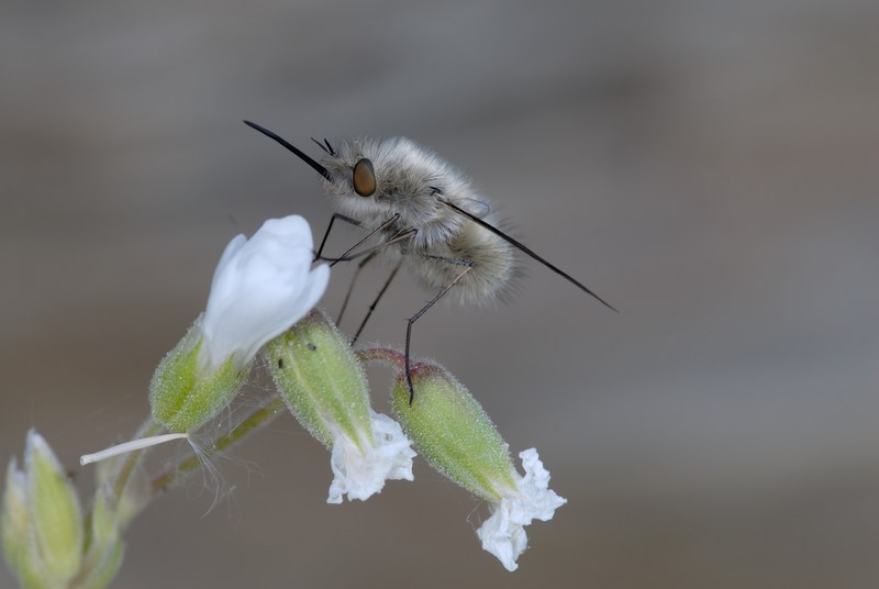 Bombylius major