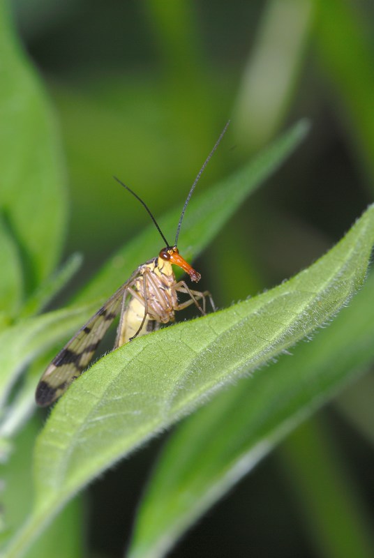 Panorpa sp Communis femmina  Mosca scorpione