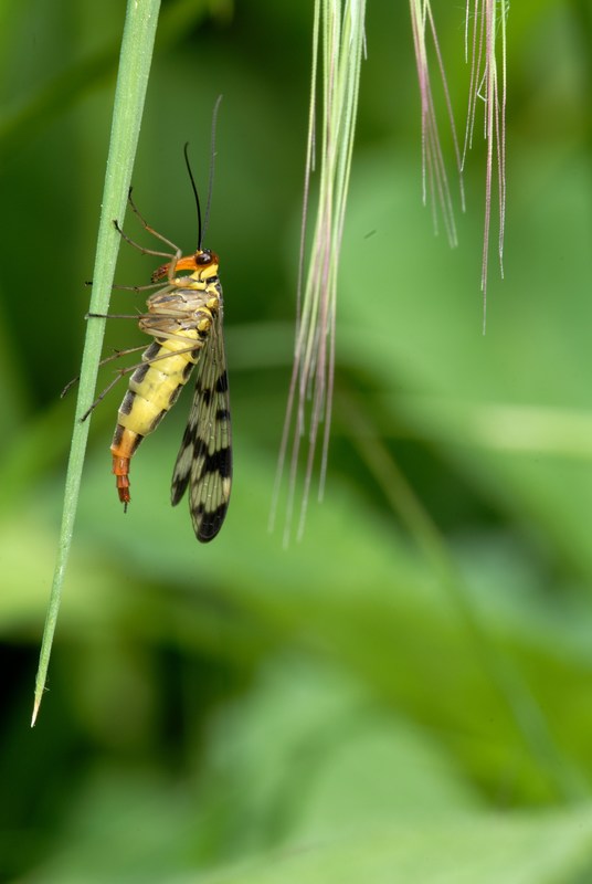 Panorpa sp Communis femmina  Mosca scorpione