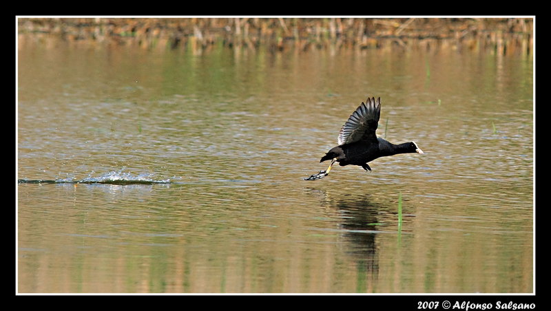 Gallinella D'acqua
