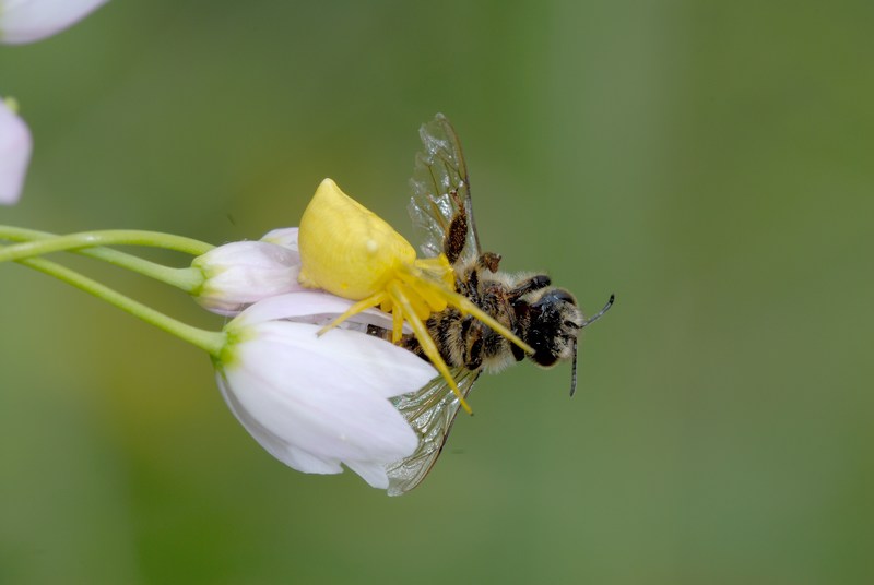 Thomisus onustis e Ape Mellifera