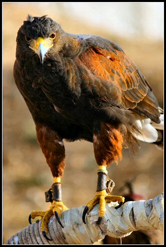 rapace