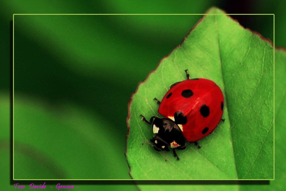 coccinella 2-2