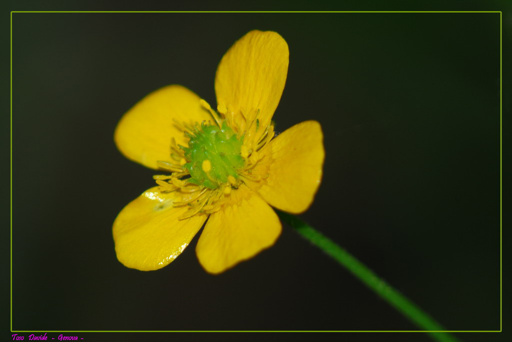 fiore 2