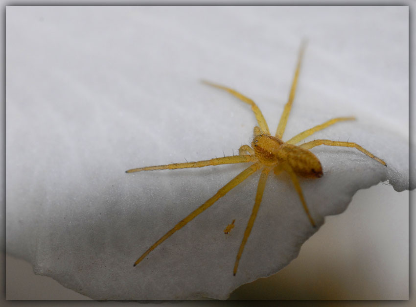 un giallo ragnetto