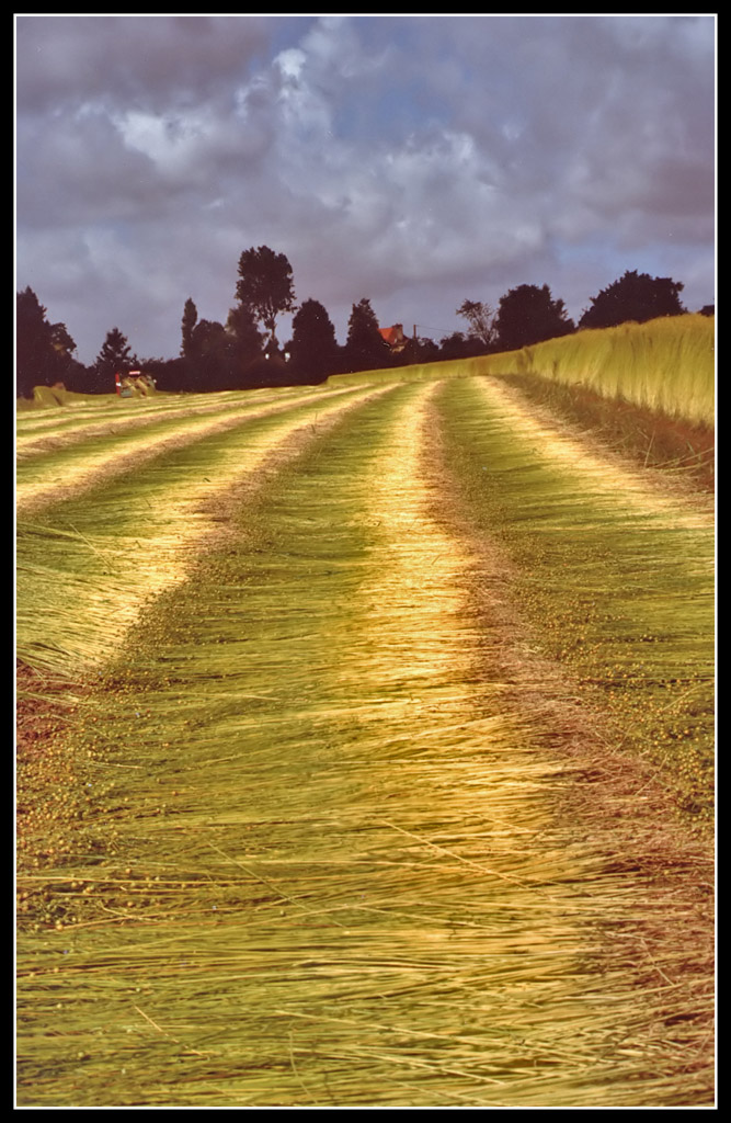 Campo di luppolo