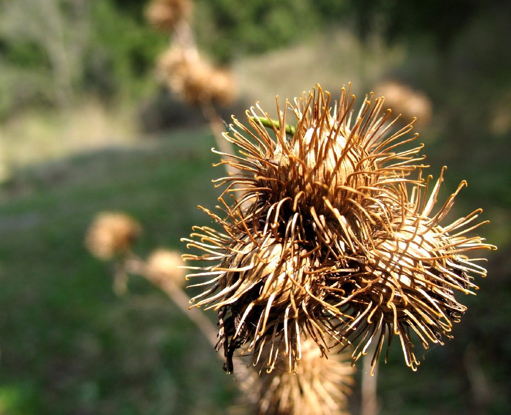 sotto bosco 2