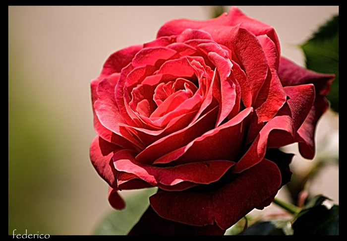 Rosa