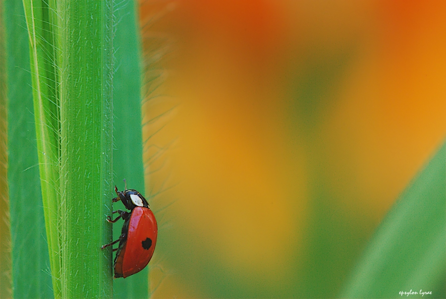 Ladybird