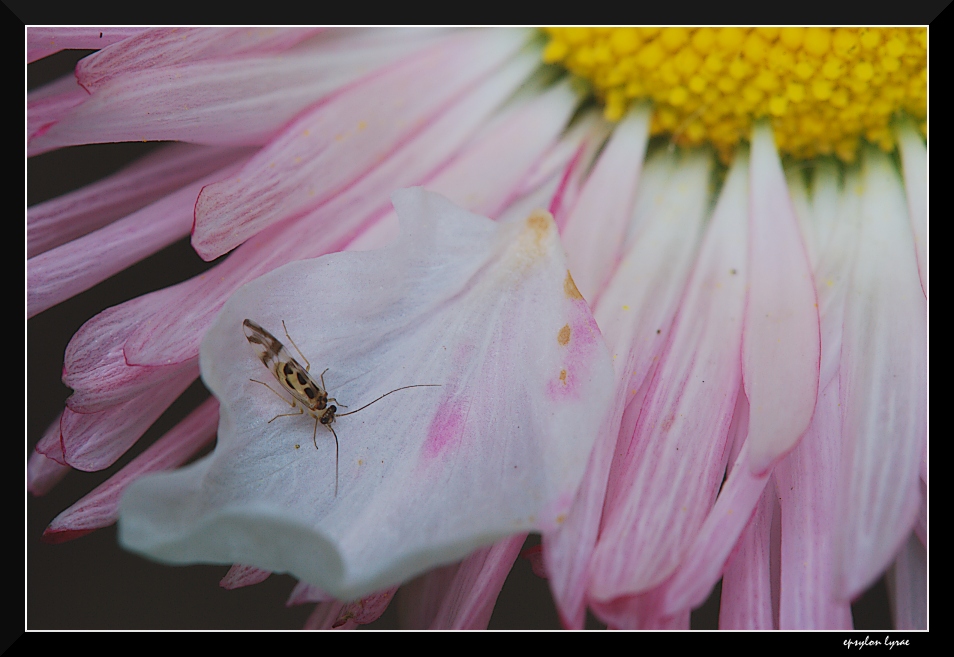 In miniatura