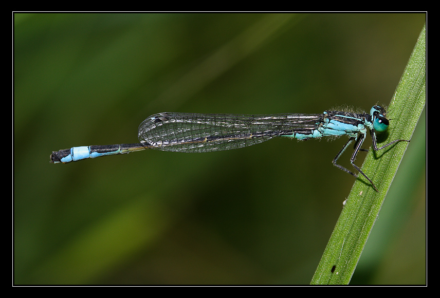 blue and green