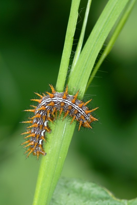 Brenthis daphne  Nymphalidae  (Bruco)
