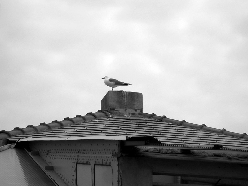 On the roof