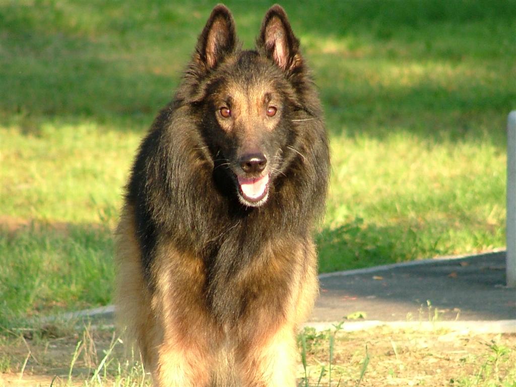 dudino