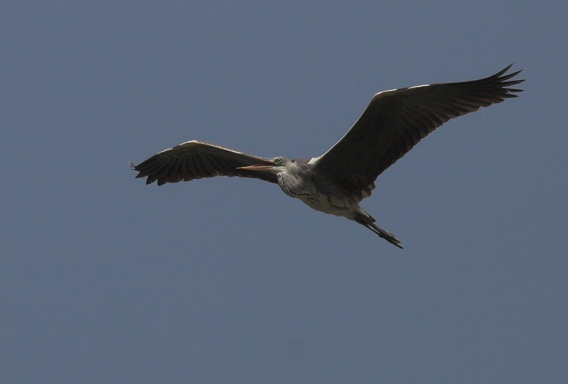 airone
