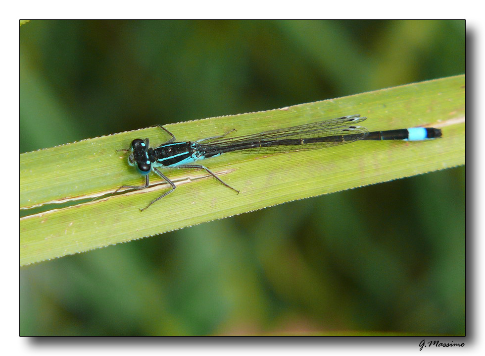 Libellulina 2