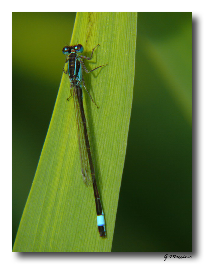Libellulina 3