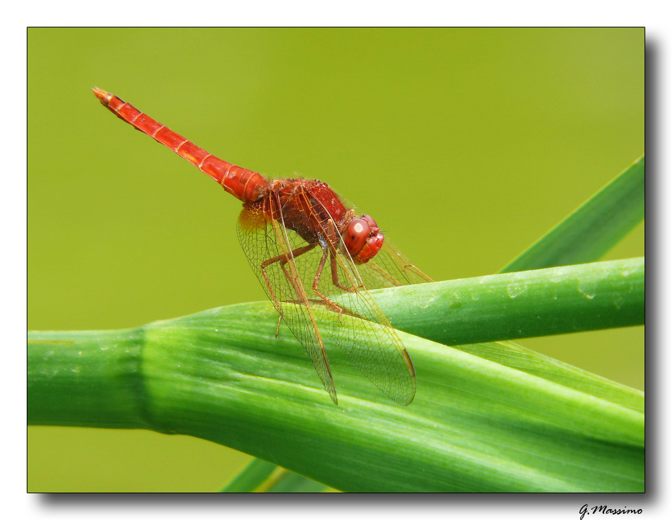 Libellula Rossa 2
