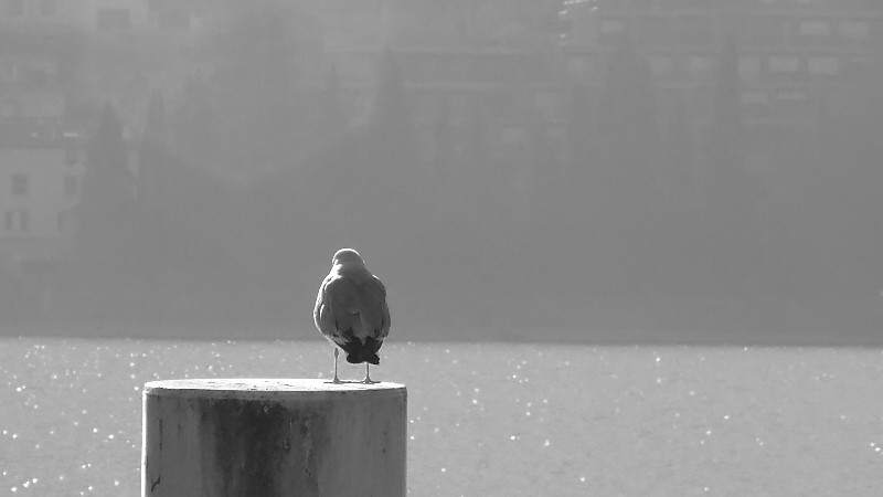 E chi ci arriva di la'? bw