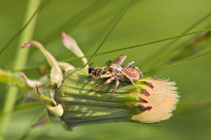 predator