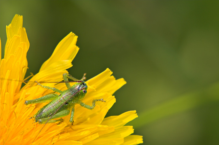 verde al verde nel giallo