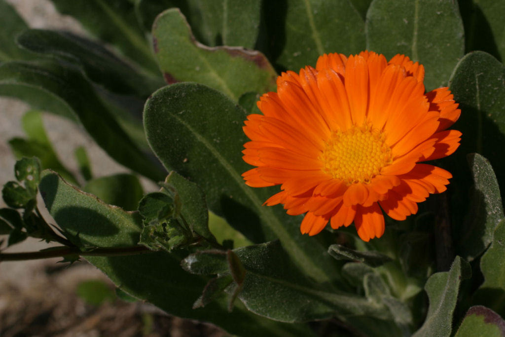 Flora