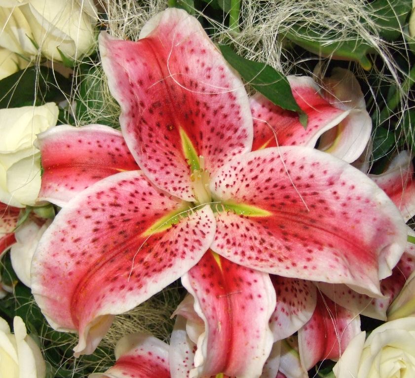 Fiore