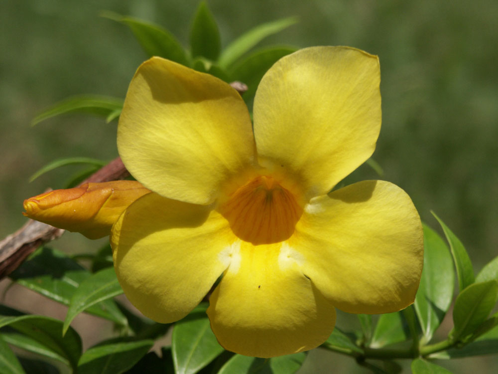 petali
