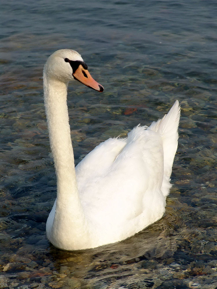 cigno