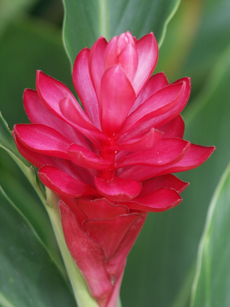 rosso