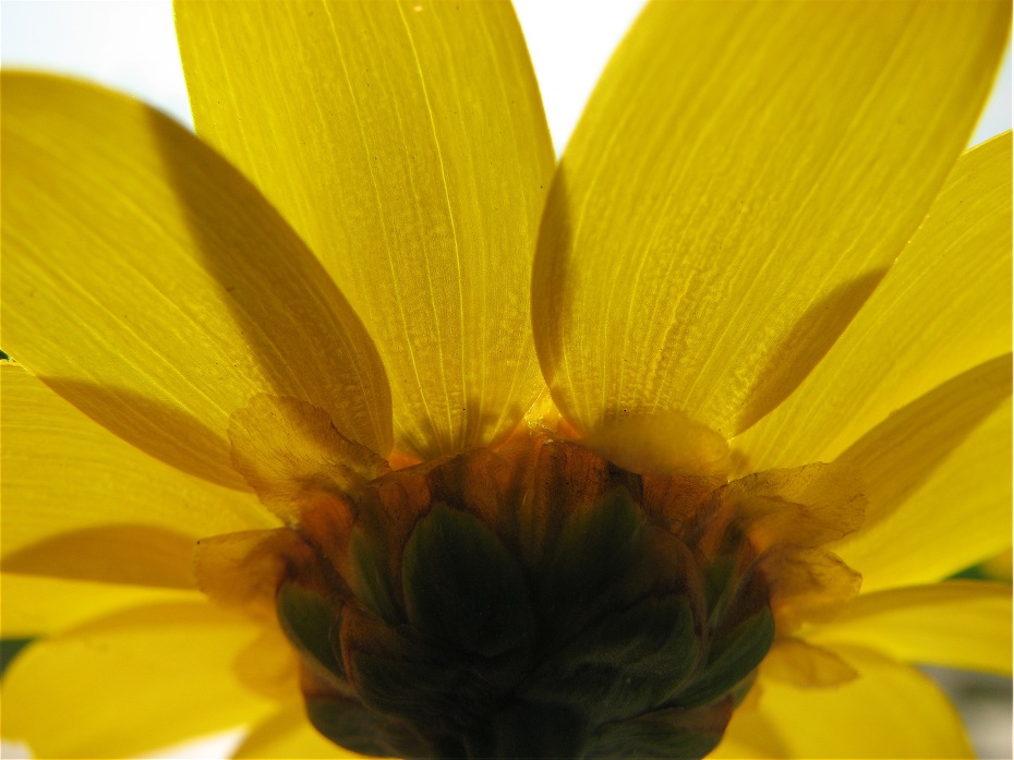 Petali di sole
