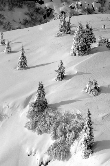 Alberi