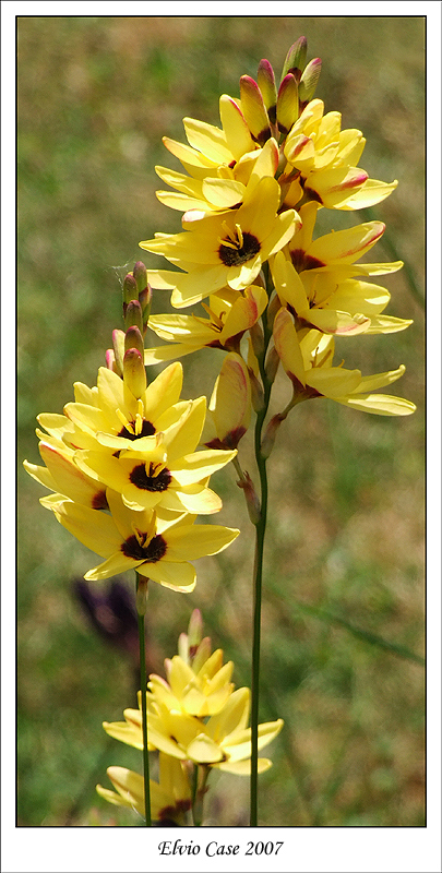 Fiori gialli