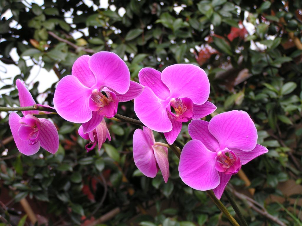 ORCHIDEE