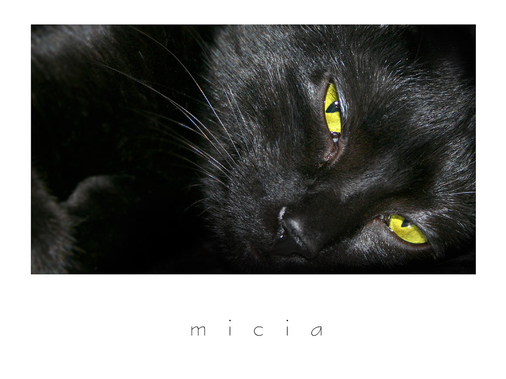 Micia