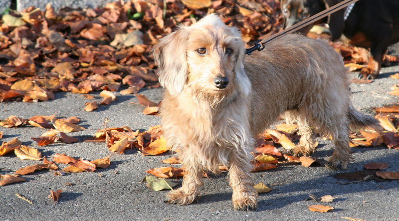 Cagnolino