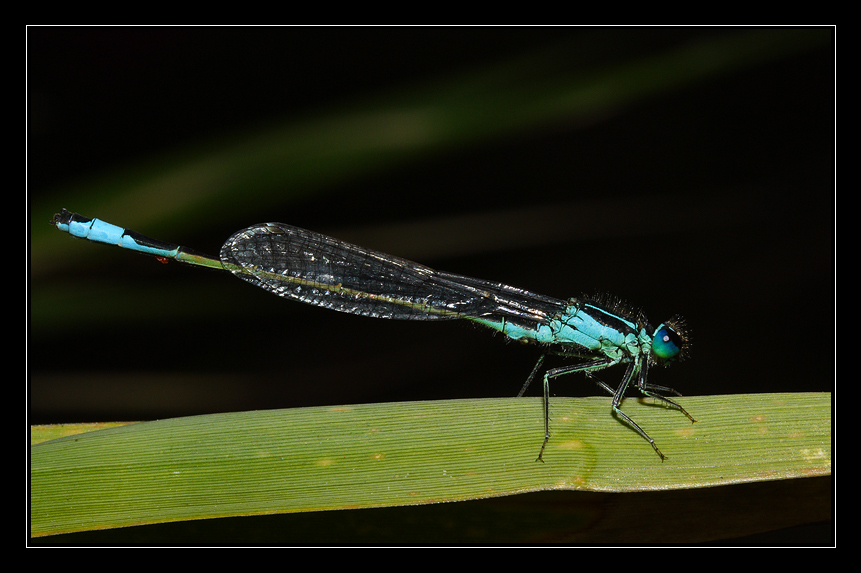 dragonfly in blue