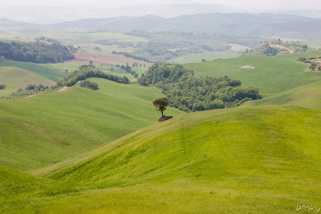 Solitario nel verde