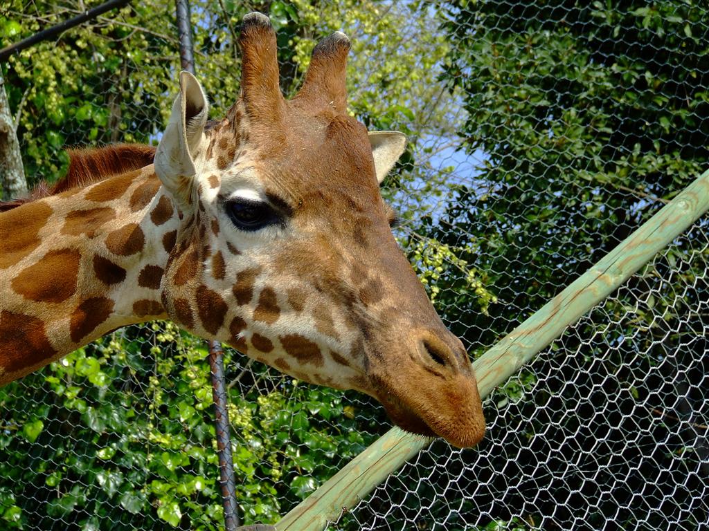 giraffa