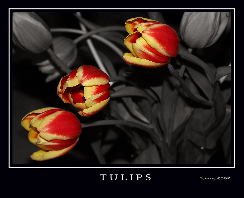 Tulipani